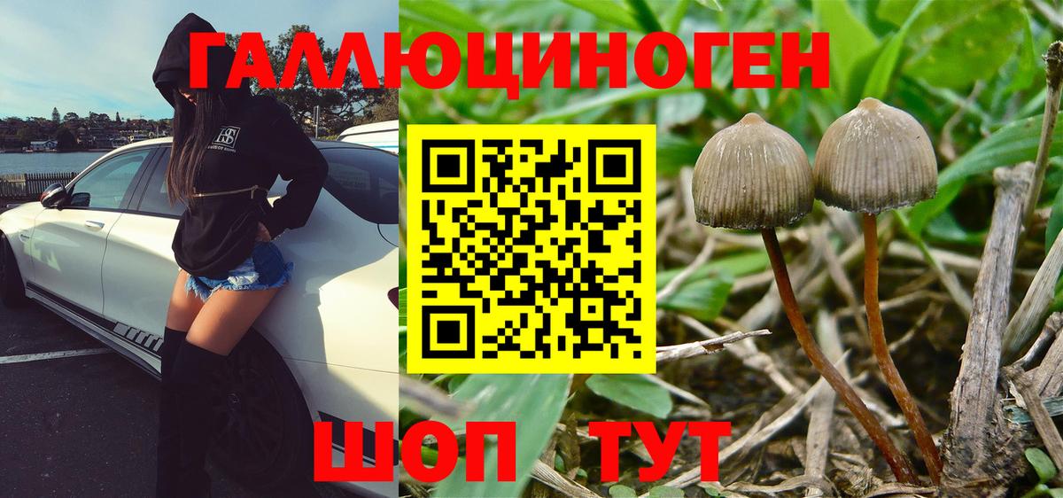Псилоцибиновые грибы Cubensis  Вход с VPN  Химки 